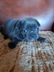 Buldog francuski - 3