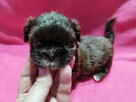 *** Shih Tzu Prześliczne Maluszki Po Malutkich Rodzic