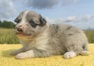 Wspaniała suczka blue-merle BORDER COLLIE - przebadani rodz, - 3