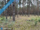Działka leśna w Ryni, gmina Dobre – 6 379 m² - 3