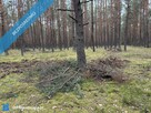 Działka leśna w Ryni, gmina Dobre – 6 379 m² - 5