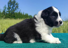 Border Collie - przebadani sprawdzeni rodzice, piękne szczen - 3