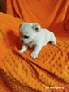 Urocze szczenięta rasy Chihuahua okolice Warszawy - 8