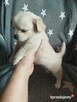Urocze szczenięta rasy Chihuahua - 3