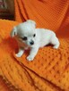 Urocze szczenięta rasy Chihuahua - 16