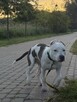Sprzedam 8 miesięcznego Amstaffa. - 2