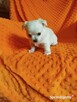 Urocze szczenięta rasy Chihuahua - 11