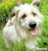 FIL-niewidomy, kochany psiak, nie pozwól mu wrócić za kraty! - 3