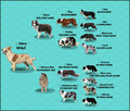 Wspaniała suczka blue-merle BORDER COLLIE - przebadani rodz, - 8