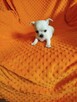 Urocze szczenięta rasy Chihuahua - 15