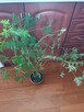 Roślina doniczkowa - Geranium - 2