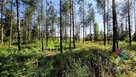 Zadrzewiona działka z WZ pod dom, jezioro, las - 4