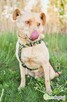 KARMEL - porzucony, kochany psiak szuka domu - 3