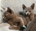 Sprzedam kocięta rasy rosyjskiej niebieskie z rodowodem wiel - 5