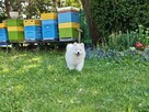 SAMOYED SZCZENIĘTA - 4