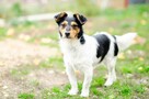 Żuczek - niewielki mix terrierka szuka domu! - 2