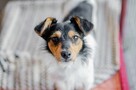 Żuczek - niewielki mix terrierka szuka domu! - 3