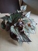 Skrzydłokwiat variegata Diamond-piękny oczyszczacz powietrza - 15