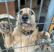Fuks - wesoły, młody terrier mix szuka domu! - 2