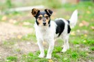 Żuczek - niewielki mix terrierka szuka domu! - 4