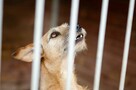 Fuks - wesoły, młody terrier mix szuka domu! - 5