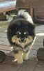 Szpic miniaturowy ,pomeranian piesek blac tan