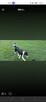 Border collie - 7
