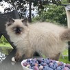 Kotki ragdoll miziaste i kochane gotowe do odbioru - 7
