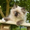 Ostatnia wolna kotka ragdoll gotowa do odbioru