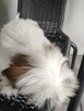 Szuczka mieszkania pekińczyk shih-tzu - 2