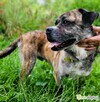 BOGUŚ - piękny i mądry psiak szuka super domu - 1