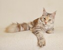 Przepiękna dorosła koteczka Maine Coon - LEGALNA HODOWLA - 8