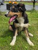 Border collie - 4