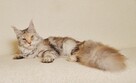 Przepiękna dorosła koteczka Maine Coon - LEGALNA HODOWLA - 4
