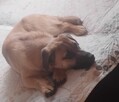 Pies do oddania w dobre ręce. - 2