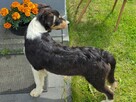 Border collie - 5