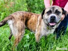 BOGUŚ - piękny i mądry psiak szuka super domu - 3