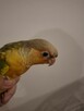 Papugi rudosterki czerwonobrzuche I pineapple ręcznie karmio - 2
