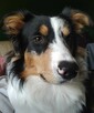 Border collie - 8
