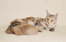 Przepiękna dorosła koteczka Maine Coon - LEGALNA HODOWLA