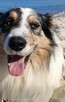Border collie - 9