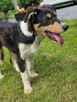 Border collie - 6