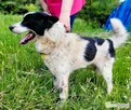 TAKO - piękny, kochany psiak szuka najlepszego domu - 3