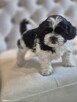 Shih tzu - szukaja domu - 8