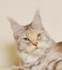 Przepiękna dorosła koteczka Maine Coon - LEGALNA HODOWLA - 7