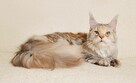 Przepiękna dorosła koteczka Maine Coon - LEGALNA HODOWLA - 2
