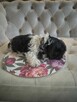 Shih tzu - szukaja domu - 1
