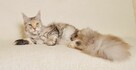 Przepiękna dorosła koteczka Maine Coon - LEGALNA HODOWLA - 3