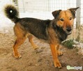 FIGO - cudowny psiak szuka najlepszego domu