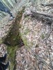Las ze źródłami okolice Szpilówki - 2